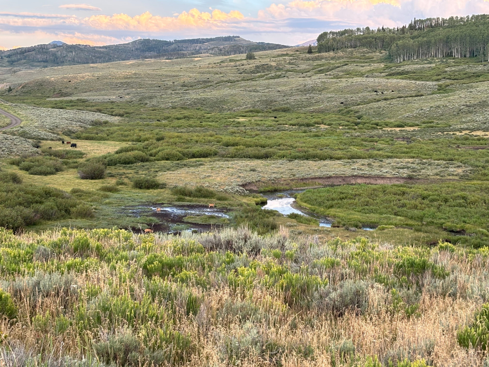 Creek winding through a green ranch valley with grazing cattle